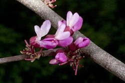 cercis canadensis ssp mexicana thumbnail graphic